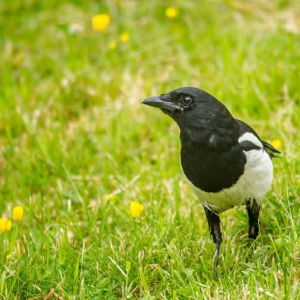 Redwell   07 06 2016   D3s (136 Of 136).jpg